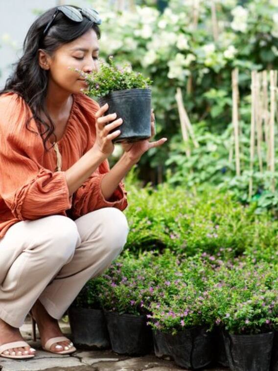 घर की छत पर उगाएं ये सब्जियां, होगी जबरदस्त कमाई