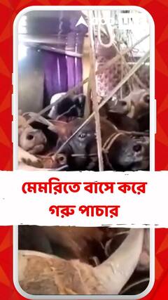 মেমরিতে বাসে করে গরু পাচার
