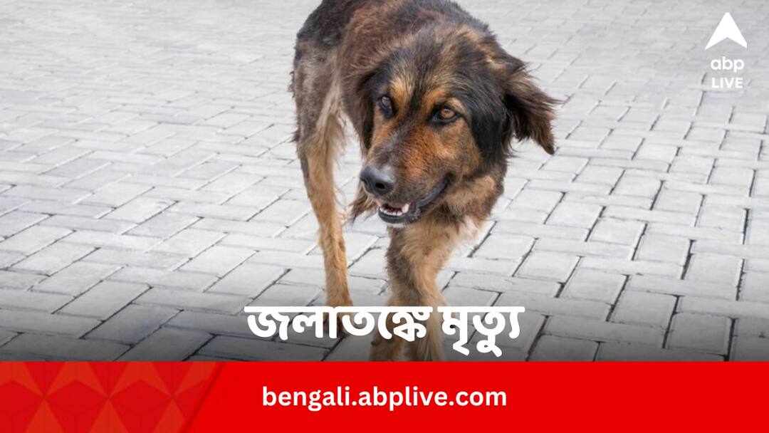 Maharashtra Woman Death Due To Rabies After Properly Taking Anti-rabies Injection Health News: অ্যান্টিরেবিস ডোজ নিয়েও জলাতঙ্কে মৃত্যু তরুণীর, প্রশ্ন ওষুধের গুণমান নিয়ে