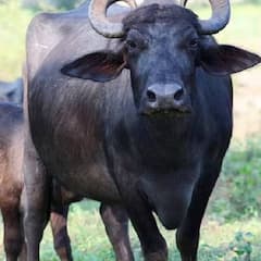 Murah Buffalo : ਜਾਣੋ ਕੀ ਹੈ ਮੁਰਾਹ ਮੱਝ ਦੀ ਪਹਿਚਾਣ ਤੇ ਇਸਦੀ ਖਾਸੀਅਤ?