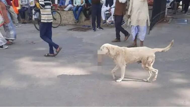 VIRAL PIC: Congress’s ‘Achhe Din’ Dig At Yogi Govt After Canine Roams On KGMU Campus With Human Hand In Mouth