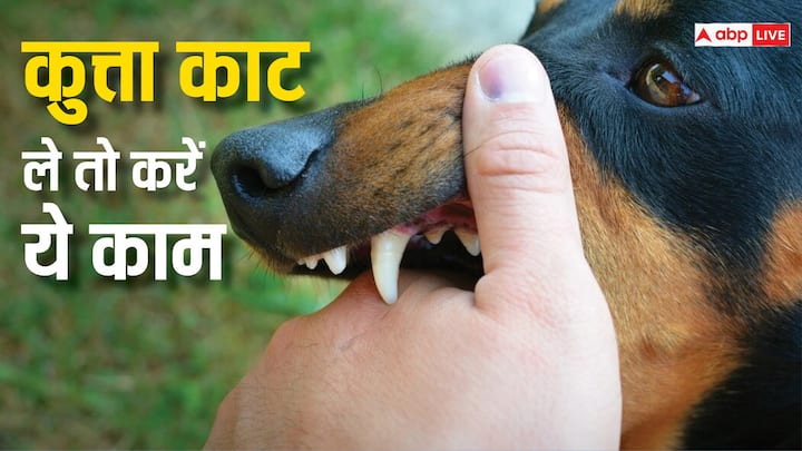 Dog Bite: पिछले कुछ सालों में कुत्ता काटने के मामले तेजी से बढ़े हैं. गाजियाबाद, नोएडा, लखनऊ, दिल्‍ली सहित कई ऐसे शहरों में आवारा कुत्तों के हमला करने के मामले सामने आए हैं.