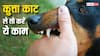 कुत्ता काटने के बाद नॉनवेज नहीं खाना चाहिए? जानिए डॉक्टर का जवाब