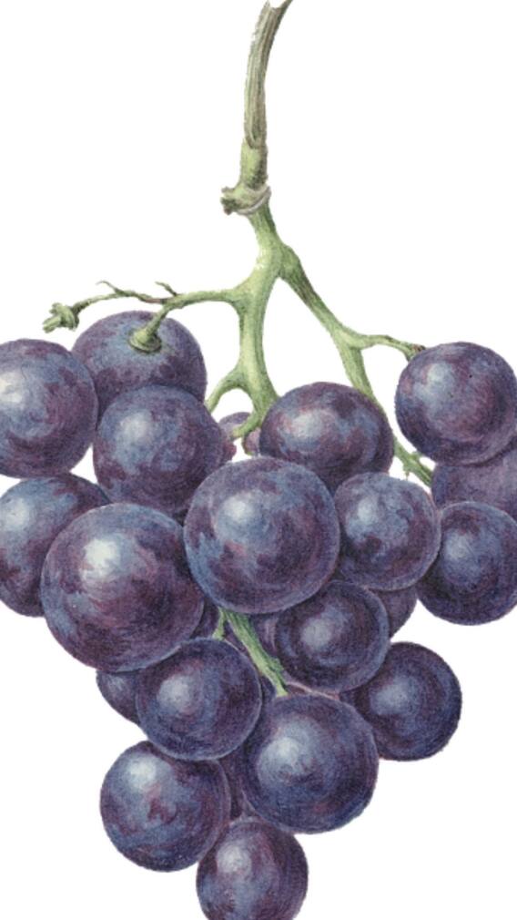 இதை பண்ணாம திராட்சையை சாப்பிடாதீங்க!