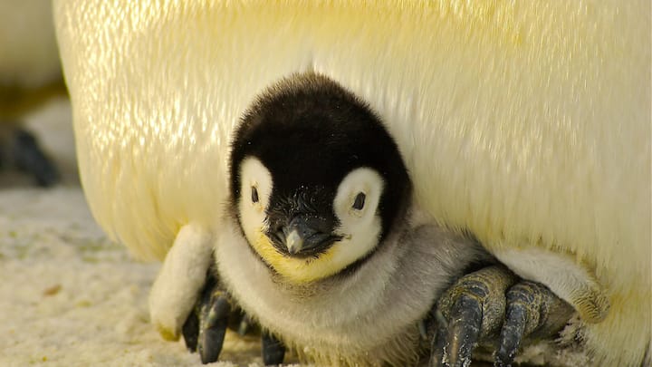 पेंगुइन ऐसे जानवर हैं जो सिर्फ दक्षिणी गोलार्ध पर विशेष रूप से अंटार्कटिका में पाए जाते हैं. ऐसे में इनकी एक प्रजाति विलुप्ति की कगार पर है. जानते हैं क्यों.