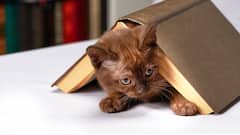 यहां किताबों के बदले पैसे नहीं बिल्लियों की तस्वीरें मांगी जाती हैं, जानिए क्यों