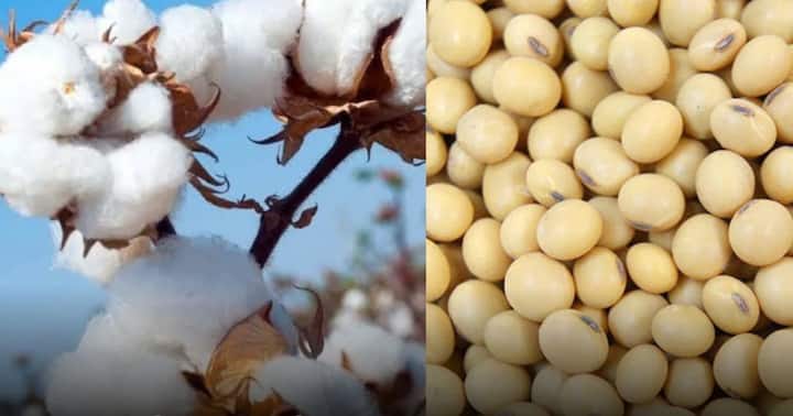 4 thousand crores has been provided by the state government for soybean and cotton farmers Agriculture News राज्य सरकारचा शेतकऱ्यांना मोठा दिलासा, सोयाबीन आणि कापसासाठी 4 हजार कोटींची तरतूद