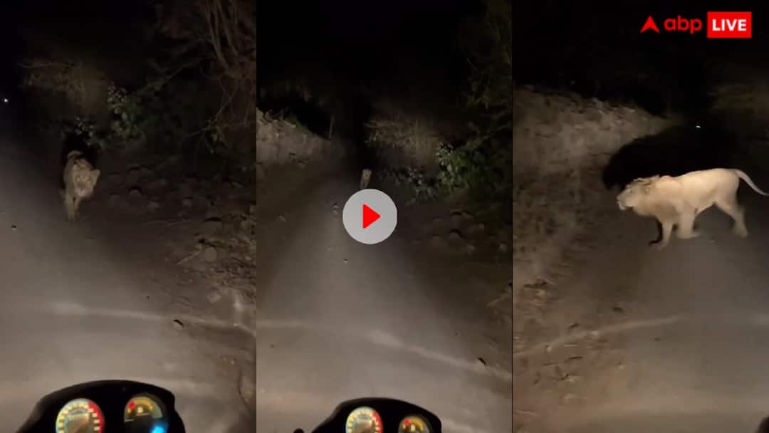 A dangerous lion appeared in front of a bike rider at night in Gujarat trending lion Video: रात के समय आउटिंग करते वक्त बाइक सवार के सामने आया बब्बर शेर, देखकर गले में आ गई जान