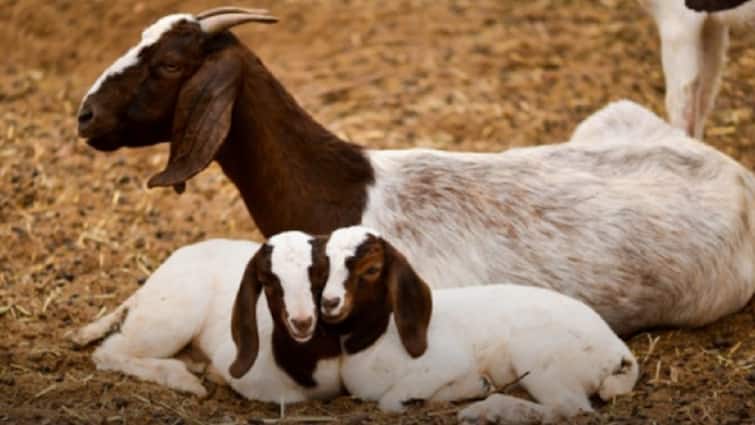 Punyashlok Ahilya Devi Maharashtra Sheep and Goat Development Corporation share capital increased significantly मोठी बातमी! मेंढी व शेळी विकास महामंडळाच्या भाग भांडवलात चौपट वाढ, किती असणार भागभांडवल?