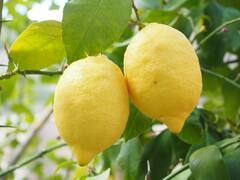 Lemon: அனைத்திலும் கைகொடுக்கும் எலுமிச்சை பழம்! பயன்கள் என்ன?