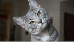 यहां किताबों के बदले पैसे नहीं बिल्लियों की तस्वीरें मांगी जाती हैं, जानिए क्यों