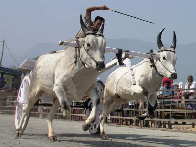 Spectators enjoy watching the bulls run rampant at the Rekla race in Isha ஈஷாவில் களைகட்டிய ரேக்ளா பந்தயம் - சீறி பாய்ந்த காளைகளை கண்டு ரசித்த பார்வையாளர்கள்