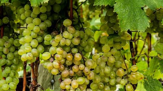 Grapes Farming: ਅੰਗੂਰ ਦੀ ਖੇਤੀ ਕਰਕੇ ਕਿਸਾਨ ਚੰਗੀ ਕਮਾਈ ਕਰ ਸਕਦੇ ਹਨ। ਇਸ ਖੇਤੀ ਨਾਲ ਕਿਸਾਨਾਂ ਨੂੰ ਬਾਕੀ ਫ਼ਸਲਾਂ ਦੇ ਮੁਕਾਬਲੇ ਚੰਦੀ ਆਮਦਨ ਹੁੰਦੀ ਹੈ।