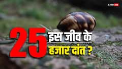 इस छोटे से जीव के हैं 25 हजार दांत, आपके घरों के आस-पास भी मौजूद