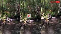 Video: बड़े मगरमच्छ ने किया छोटे मगरमच्छ का शिकार,खौफनाक मंजर देखकर हैरान रह जाएंगे आप,देखें वीडियो