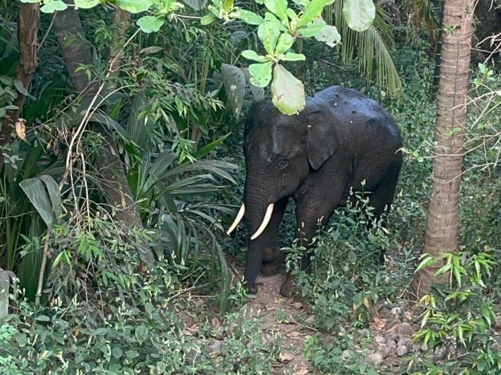 கோவை அருகே வழிதவறி ஊருக்குள் வந்த காட்டு யானை; அச்சத்தில் மக்கள்!