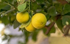 Lemon: அனைத்திலும் கைகொடுக்கும் எலுமிச்சை பழம்! பயன்கள் என்ன?