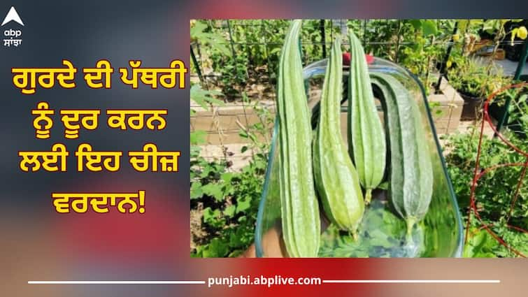 Torai Ke Fayde: Best Drink To Remove Kidneys Stones Naturally use loki Remove Kidneys Stones: ਪੱਥਰੀ ਲਈ ਰਾਮਬਾਣ, 3 ਦਿਨ ਚੁਸਕੀਆਂ ਲੈ ਕੇ ਪੀਓ ਇਹ ਚੀਜ਼, ਪਿਸ਼ਾਬ ਰਾਹੀਂ ਨਿਕਲ ਜਾਵੇਗੀ ਬਾਹਰ