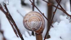 इस छोटे से जीव के हैं 25 हजार दांत, आपके घरों के आस-पास भी मौजूद