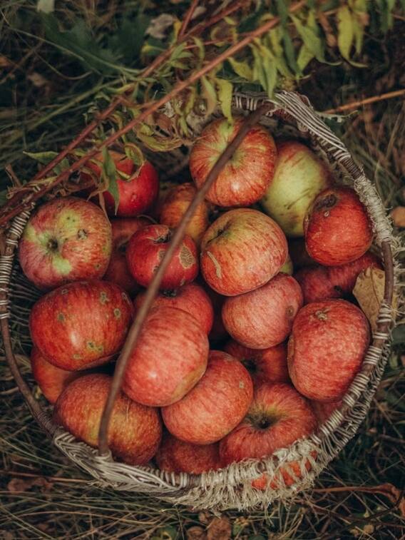 सेब की खेती कर देगी मालामाल​