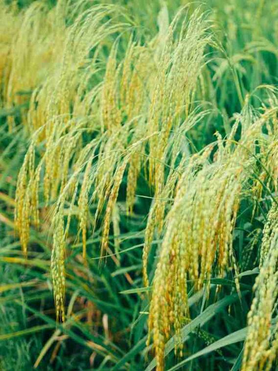 यूपी, बिहार या पंजाब... कहां होता है सबसे ज्यादा चावल?