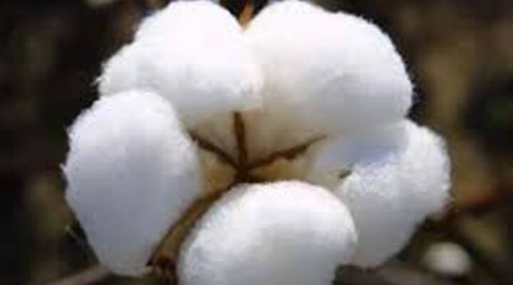 cotton price increased in several market committees in Maharashtra agriculture farmers news पांढऱ्या 'सोन्याला झळाळी', बळीराजाला दिलासा; कोणत्या बाजार समितीत किती दर?