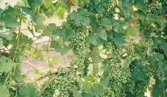 Grapes Farming: ਅੰਗੂਰ ਦੀ ਖੇਤੀ ਕਰਕੇ ਕਿਸਾਨ ਕਮਾ ਸਕਦੇ ਚੰਗੇ ਮੁਨਾਫ਼ਾ,ਖੇਤੀ ਕਰਨ ਤੋਂ ਪਹਿਲਾਂ ਕਰ ਲਓ ਮਿੱਟੀ ਦੀ ਜਾਂਚ