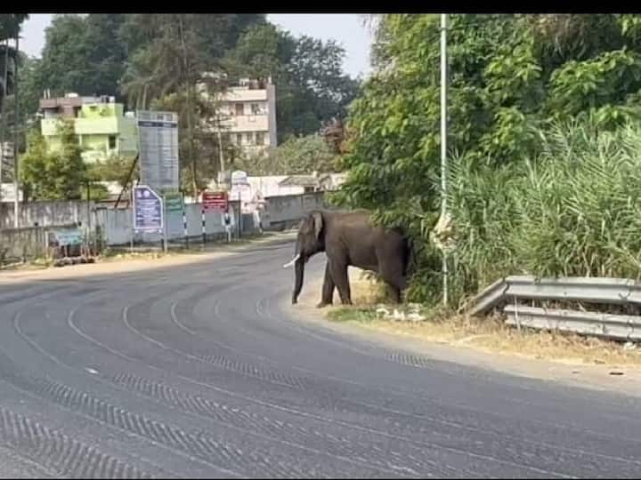 A wild elephant strayed into the town near Coimbatore கோவை அருகே வழிதவறி ஊருக்குள் வந்த காட்டு யானை; அச்சத்தில் மக்கள்!