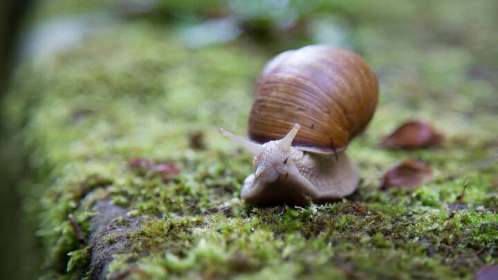 बता दें कि घोंघे का वैज्ञानिक नाम Gastropoda है. इनका मुख्य भोजन मिट्टी, पत्ते तथा फूल है. घोंघे का औसत जीवनकाल 20 साल के आसपास होता है. ये ज्यादातर पेड़ों, दलदली जमीन, पानी, घास के मैदानों में देखने को मिलते हैं.