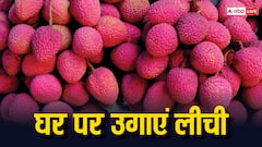 इस तरीके से घर में आसानी से उगाएं स्वादिष्ट लीची, जानें पूरा प्रोसेस