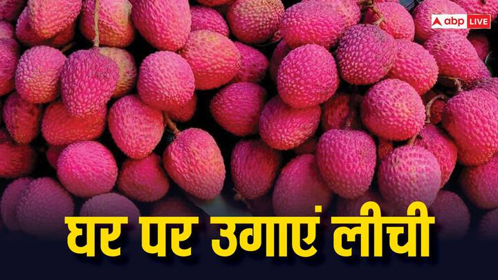 Lychee Cultivation Tips: गर्मियों के दिनों में लीची की मांग काफी बढ़ जाती है. ऐसे में आप इसे अपने घर में भी उगा सकते हैं, आइए जानते हैं कैसे.