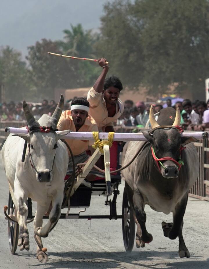 முதல்கட்டமாக 200 மீட்டர் பந்தயப் போட்டி நடைபெற்றது. தொடக்க புள்ளியில் இருந்து கொடி அசைத்த உடன் 2 நாட்டு மாடுகளுடன் கூடிய ரேக்ளா வண்டி மின்னல் வேகத்தில் சீறி பாய்ந்தது. ஒரு வண்டி பந்தய கோட்டை அடைந்த பின்னர் அடுத்த வண்டி அனுமதிக்கப்பட்டது.