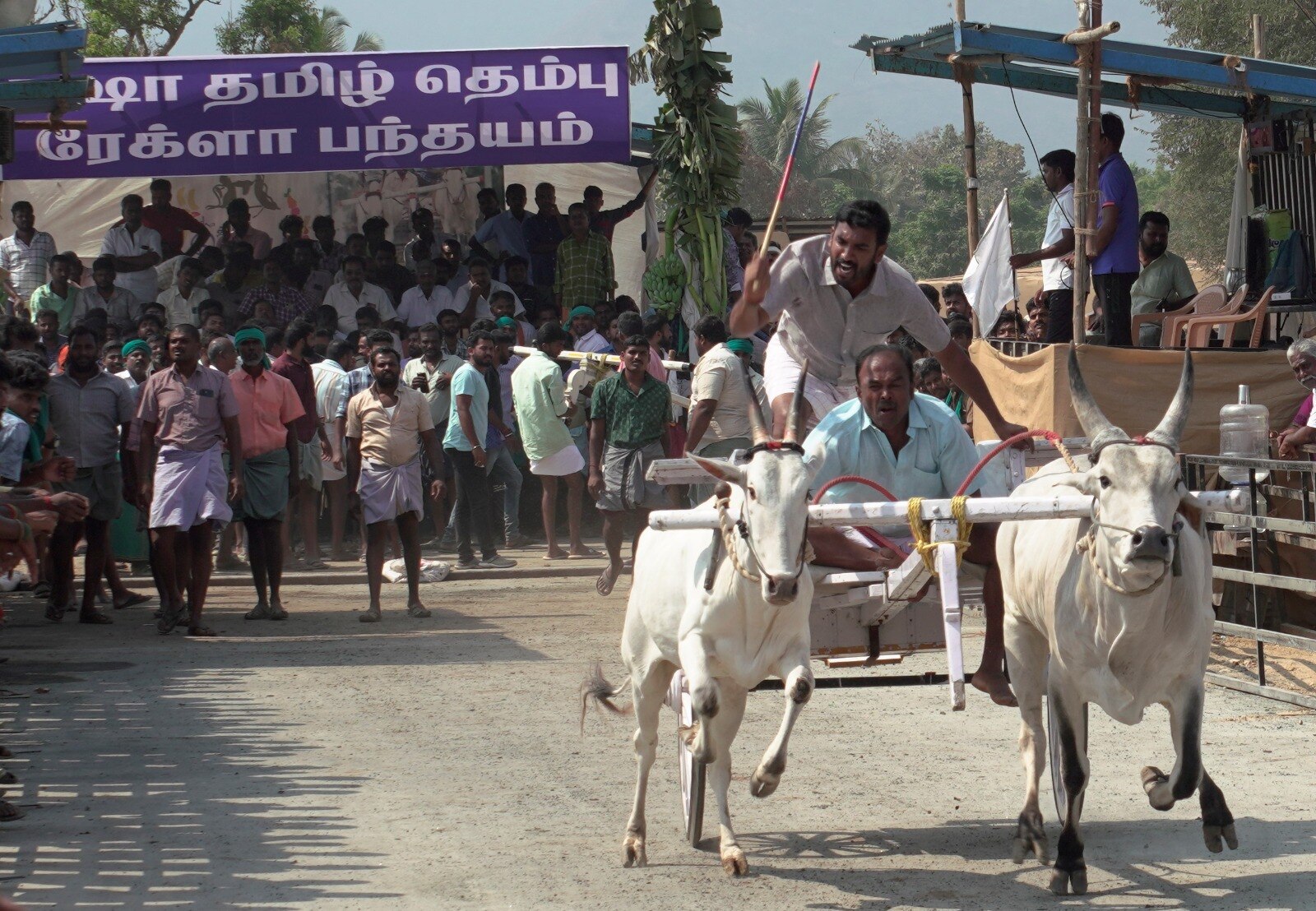 Isha yoga : ஈஷா யோகா மையத்தில் ரேக்ளா பந்தயம்; சீறி பாய்ந்த காளைகள்! முதல் பரிசு ரூ.1 லட்சம்