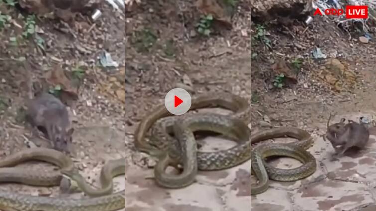 The mother of a mouse trapped in a snake mouth freed it from the jaws of the dreaded snake trending Video: सांप के मुंह से अपने बच्चे को ऐसे छुड़ा लाया चूहा, कैमरे में कैद हुआ पूरा सीन, अब वायरल