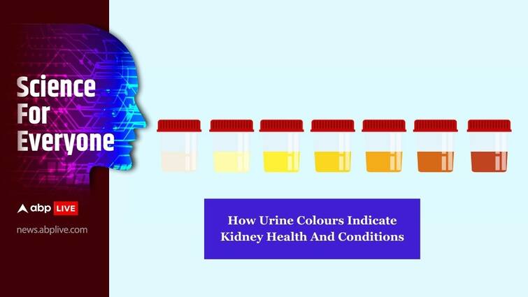 Urine Colours Indicate Kidney Health Conditions Disorders Golden Orange Pink Red Purple Science For Everyone ABPP Science For Everyone: Is Your Urine Golden, Orange, Pink, Red, Or Purple? Know How Pee Colours Indicate Kidney Conditions