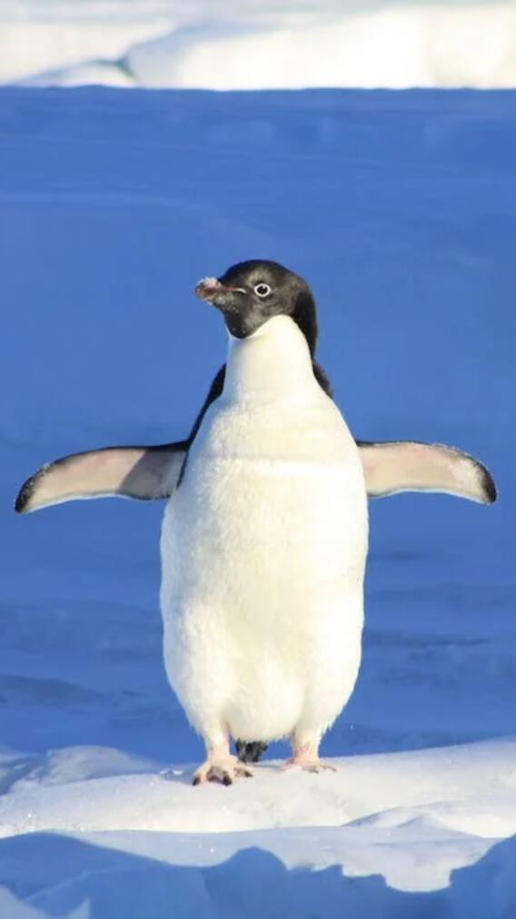 ఈ జంతువులు ఆహారాన్ని నమలకుండా మింగేస్తాయట!