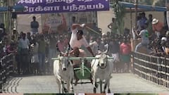 ஈஷாவில் களைக்கட்டிய ரேக்ளா பந்தயம் - சீறி பாய்ந்த காளைகள்!