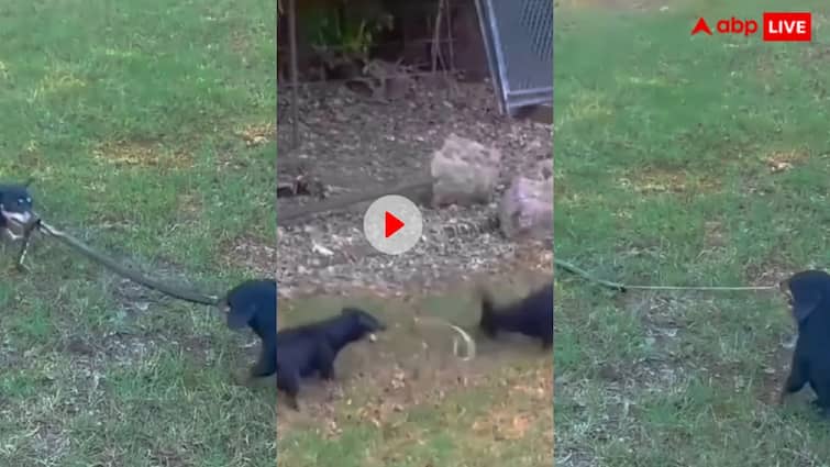 Two dogs together broke a snake into two pieces video goes viral on instagram trending Video: कुत्ते के दो बच्चों ने खेल-खेल में कर दिए सांप के दो टुकड़े, काफी शेयर हो रहा लड़ाई का ये वीडियो