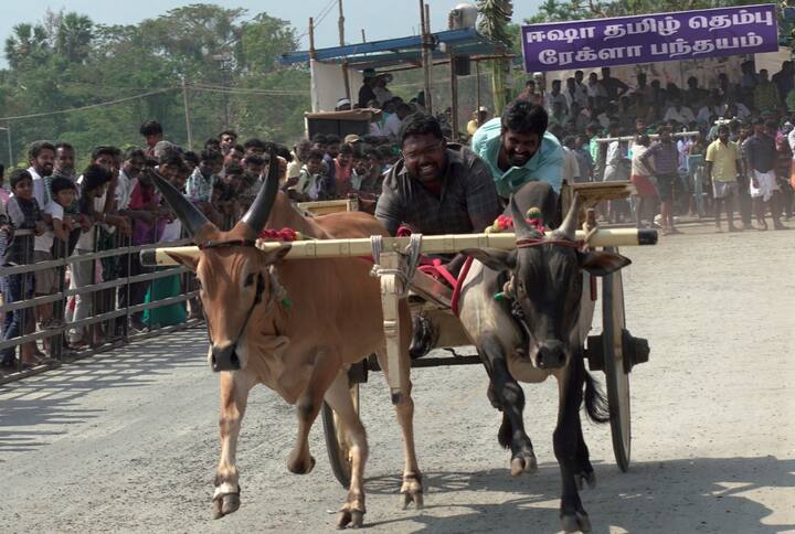 ’தமிழ் தெம்பு’ திருவிழாவின் ஒரு பகுதியாக கோவை ஈஷா யோக மையத்தில் ரேக்ளா பந்தயப் போட்டி இன்று (மார்ச் 17) விறுவிறுப்பாக நடைபெற்றது.