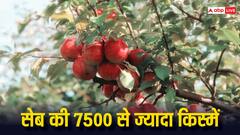 कितने तरह के आते हैं सेब, हर रोज एक किस्म भी ट्राई करेंगे तो लग जाएंगे 20 साल से ज्यादा