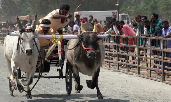 ஒவ்வொரு நாட்டு மாடுகளும் காண்போரை அசர வைக்கும் வகையில் எல்லை கோட்டை நோக்கி சீறி பாய்ந்தன.