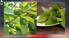 Guava Leaves: ਰੋਜ਼ਾਨਾ ਅਮਰੂਦ ਦੇ ਪੱਤਿਆਂ ਨੂੰ ਪਾਣੀ 'ਚ ਉਬਾਲ ਕੇ ਪੀਣ ਨਾਲ ਮਿਲਣਗੇ 5 ਸ਼ਾਨਦਾਰ ਫਾਇਦੇ, ਜਾਣੋ ਸਹੀ ਤਰੀਕਾ