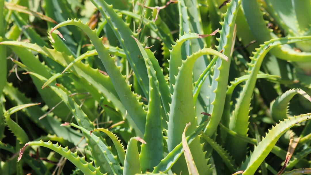 घर पर आसानी से उगाएं एलोवेरा, ये तरीका है बेहद काम का... Alovera Cultivation at home know how can you easily grow at home घर पर आसानी से उगाएं एलोवेरा, ये तरीका है बेहद काम का...