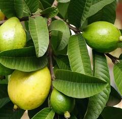 Guava leaves: ਜਾਣੋ ਅਮਰੂਦ ਦੇ ਪੱਤਿਆਂ ਦੇ ਚਮਤਕਾਰੀ ਫਾਇਦੇ, ਕਈ ਬਿਮਾਰੀਆਂ ਹੁੰਦੀਆਂ ਦੂਰ