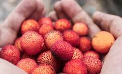 Lychee: ਘਰ 'ਚ ਸੌਖੇ ਤਰੀਕੇ ਨਾਲ ਲਾਓ ਲੀਚੀ, ਇੱਥੇ ਜਾਣੋ ਪੂਰਾ ਤਰੀਕਾ