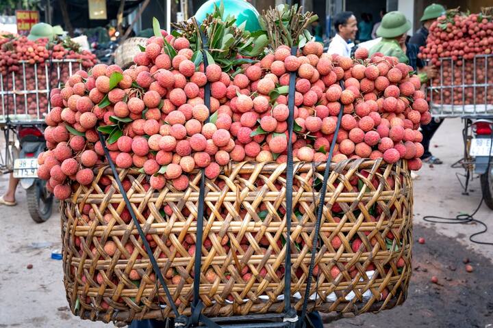 अब उस पौधे में पानी डालकर धूप में रखे दें. आप पौधे में हर दिन पानी दें. इसकी अच्छे से देखभाल करें.