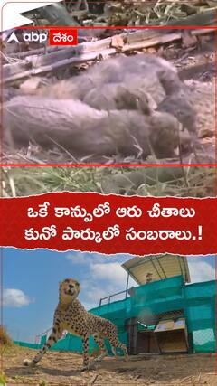 ఒకే కాన్పులో ఆరు చీతాలు..కునో నేషనల్ పార్క్ లో సంబరాలు.!