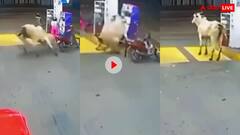 Video: गाय ने पहले बाइक सवार को दौड़ाया, फिर पेट्रोल पंप में की तोड़फोड़.... देखें वायरल वीडियो