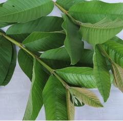 Guava leaves: ਜਾਣੋ ਅਮਰੂਦ ਦੇ ਪੱਤਿਆਂ ਦੇ ਚਮਤਕਾਰੀ ਫਾਇਦੇ, ਕਈ ਬਿਮਾਰੀਆਂ ਹੁੰਦੀਆਂ ਦੂਰ