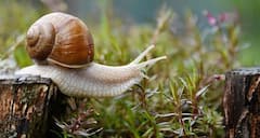 GK Updates: આ નાના સરખા જીવના છે 25 હજાર દાંત, તમારા ઘરની આજુબાજુમાં પણ હોય છે......